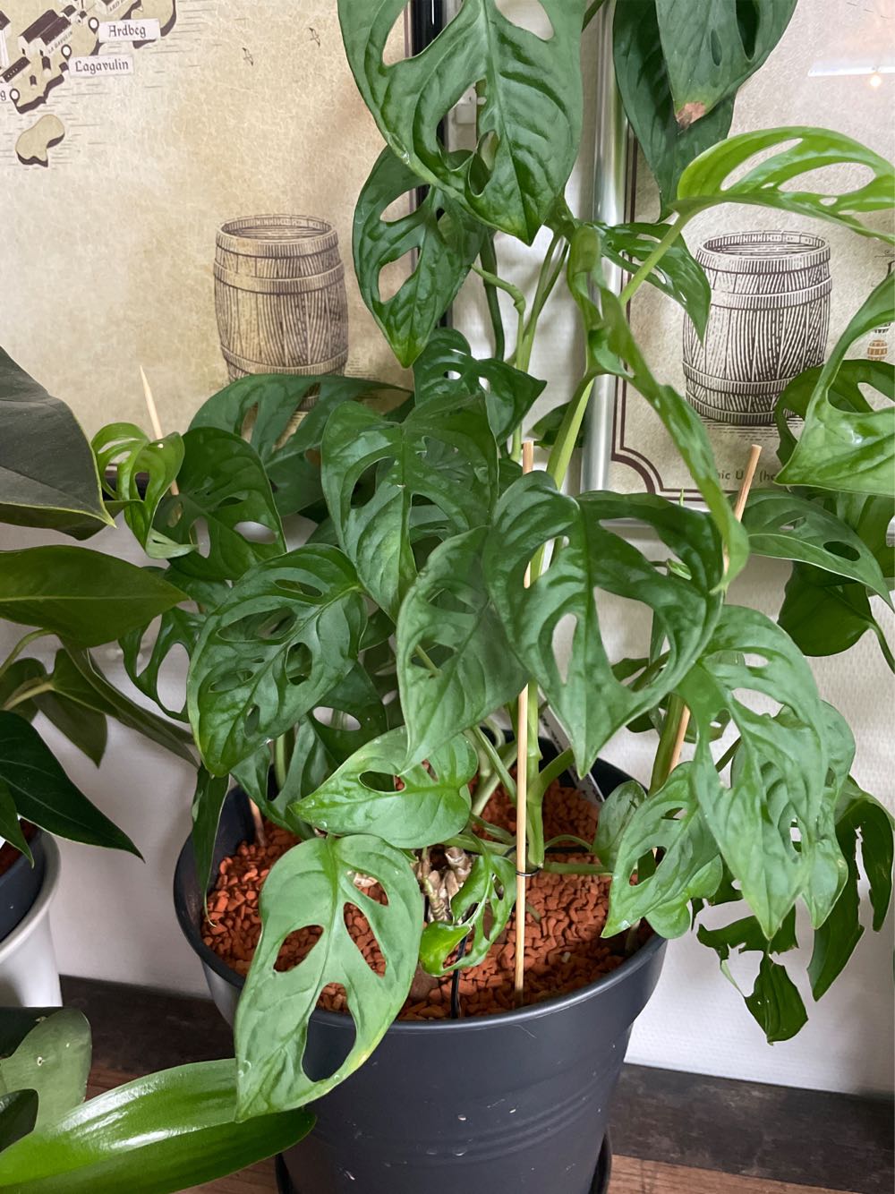 The 100th Anniversary Of The Naval Corps