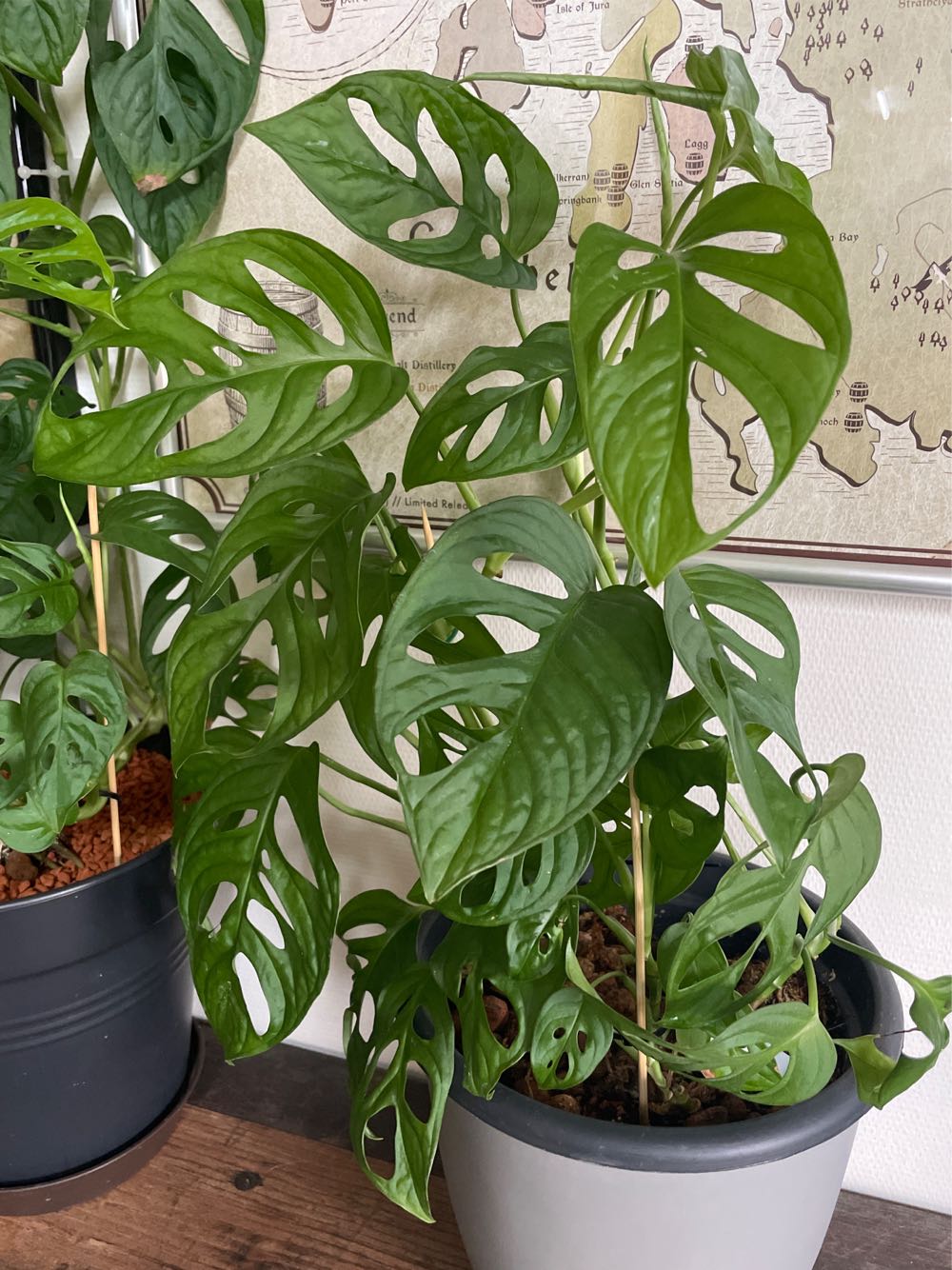 Monstera Adansonii  stamp collectible - Main Image 2