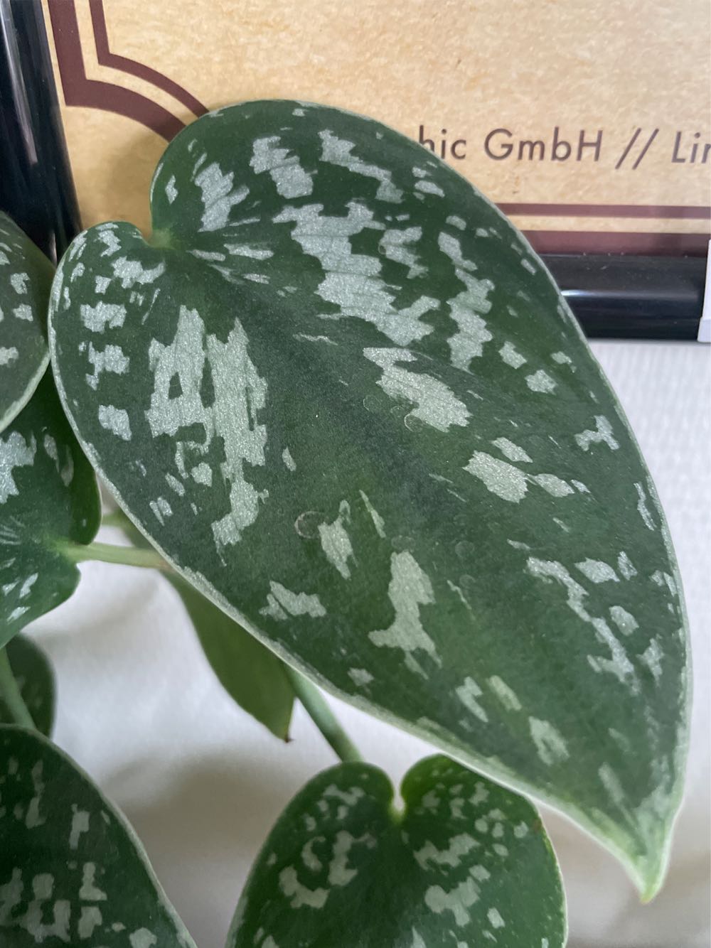 Scindapsus Pictus Trebie  stamp collectible - Main Image 2