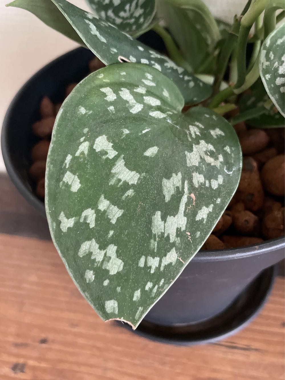 Scindapsus Pictus Trebie  stamp collectible - Main Image 3