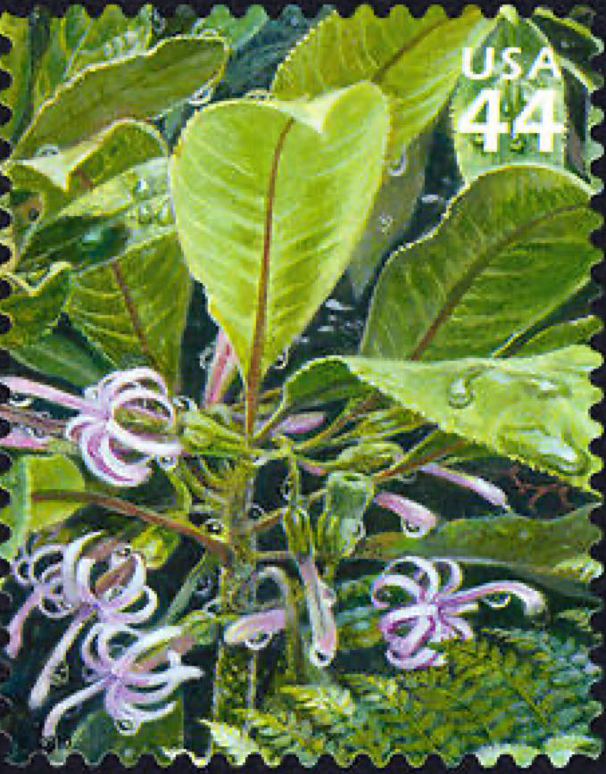 4459 Animal Rescue: Adopt a Shelter Pet — Boston Terrier