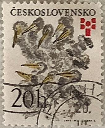 Pacific Coast Rain Forest: Western Tiger Swallowtail