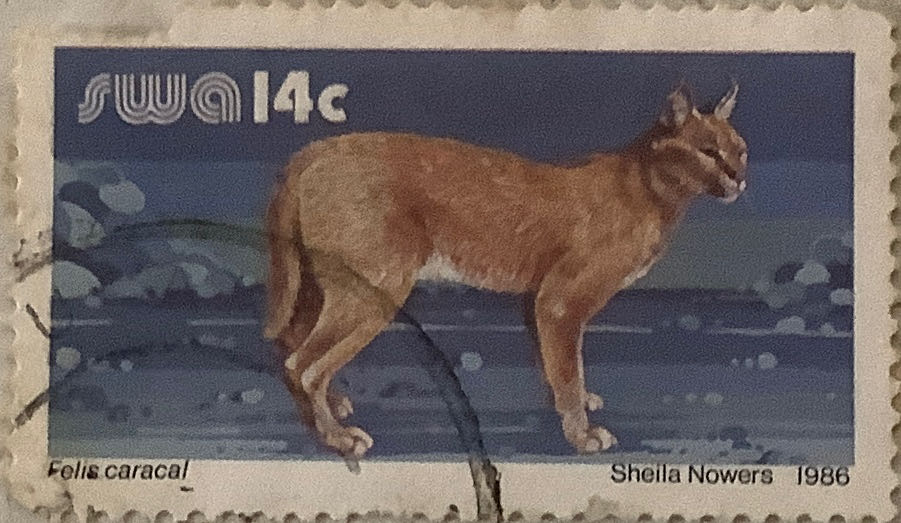 Seashells: Calico Scallop