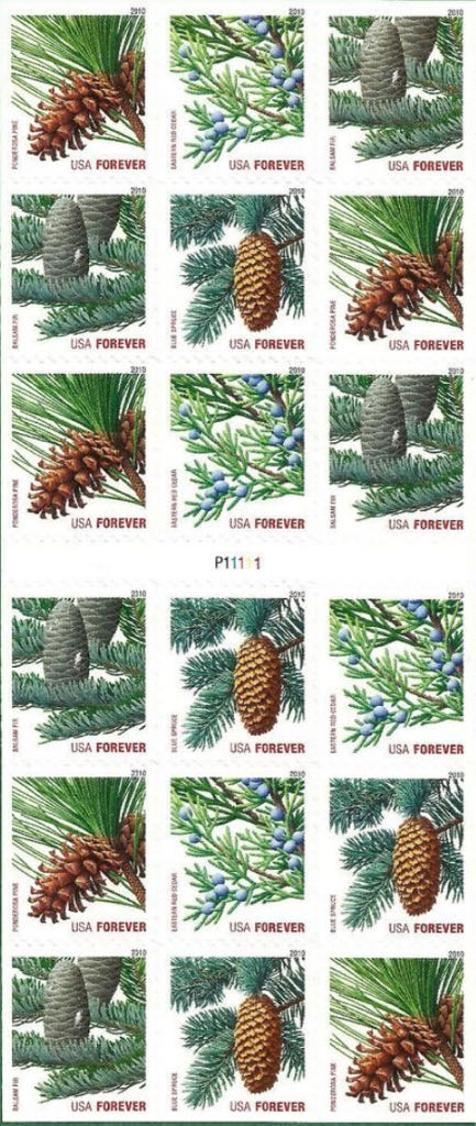 4482 Ponderosa Pine [FOREVER]