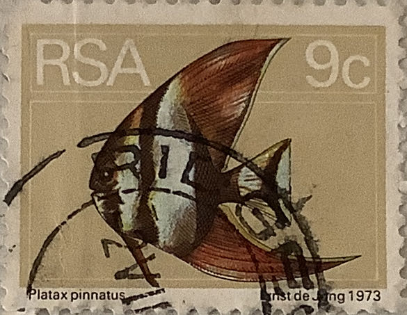 Royal Weddiing Of Prince Charles And Lady Diana Spencer 