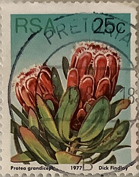 Panini Donruss Optic Nfl Football Blaster Box 24 Cards Bx 3 Rated Rookies Pink Parallels Bx