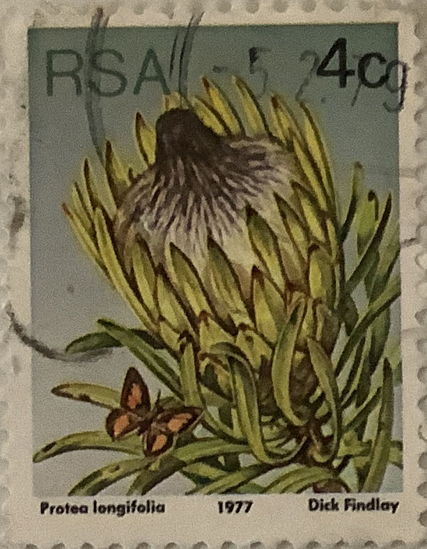 3216 Gay Colonial Miss