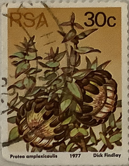 The Crowned Lady Of Siracusana