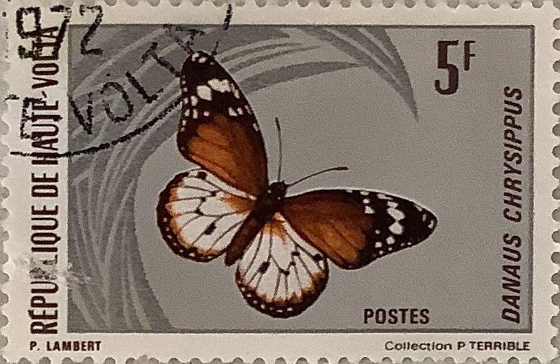Airmail Butterflies
