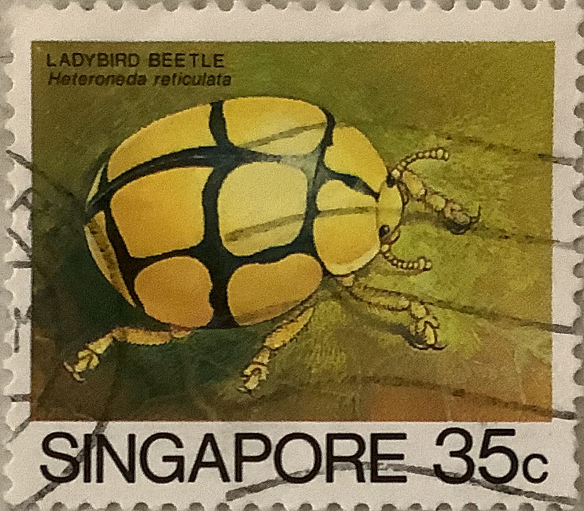 Illuminated Christmas