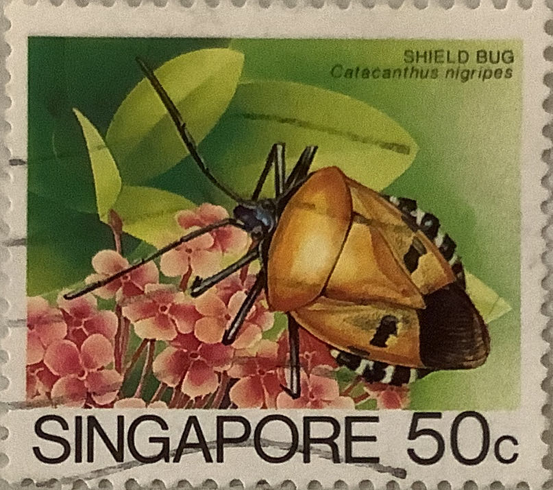 Ertrichum Manum Flower