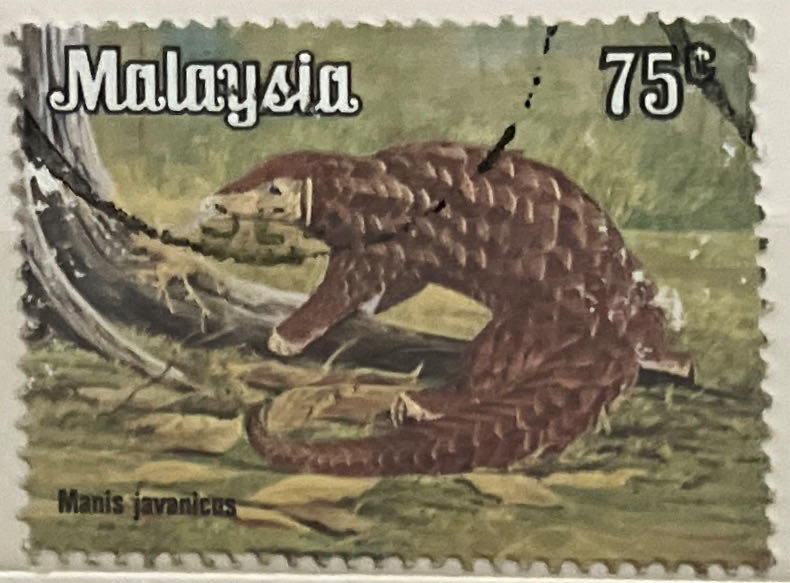 Junonia Orithyia Butterfly