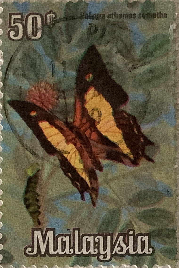 Nature Of The Australian Rainforest