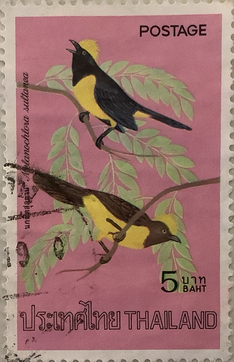 Z7135 Honey Bunny Scrapbooking With Thin Cuts