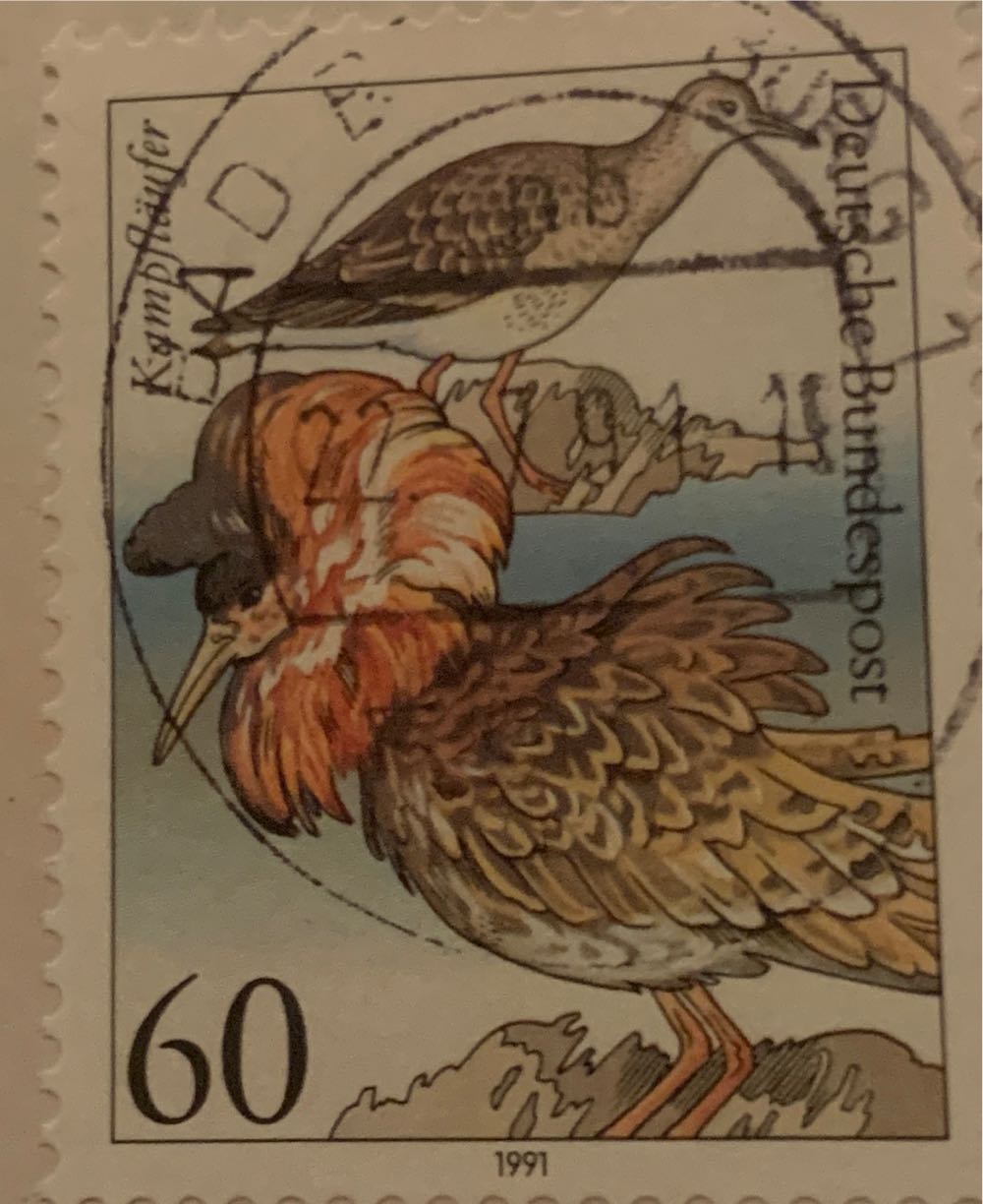 Beauty of tomorrow *  beautiful leaves dies