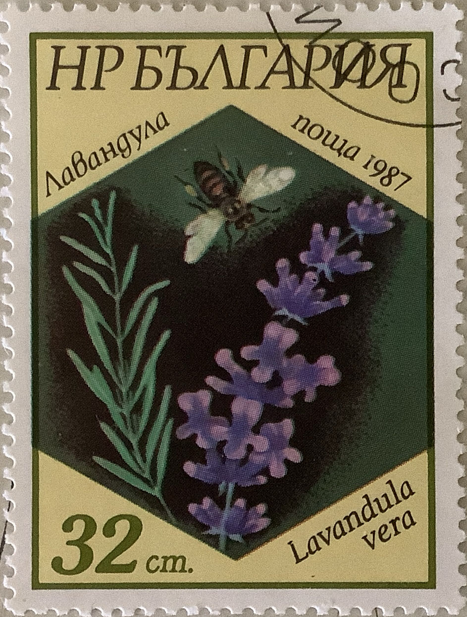 Стандарт Коллекция  Архитектура. Деревянные церкви