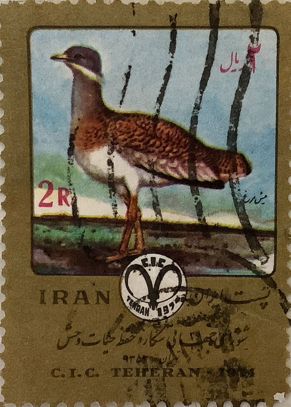 Australian Succulents