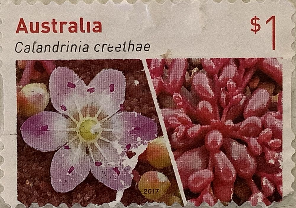 Snoopy The Magnificent