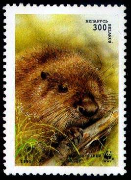 Italy 20/40 Surcharge