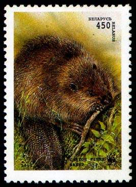 Бобр грызет ветку  stamp collectible - Main Image 3