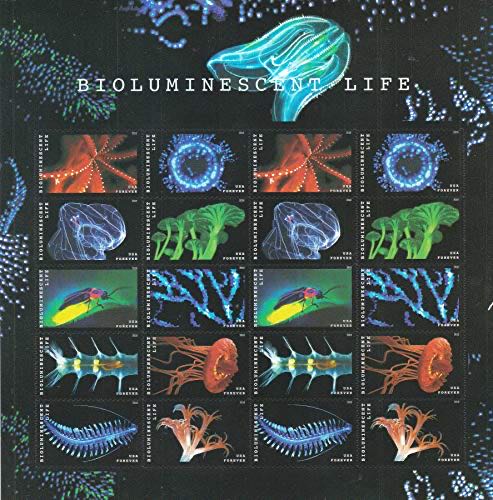 POWWOWS: Celebrating Native American Culture