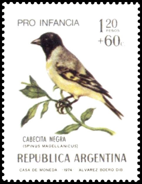 Clavel del Aire (Tillandsia aeranthos) - Fluo