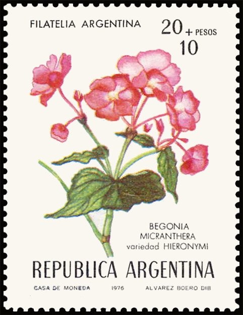 Pimiento (pepper) - Capsicum annuum