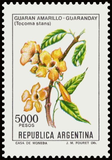 Flor Malvinense (Oxalis enneaphylla) - Fluo