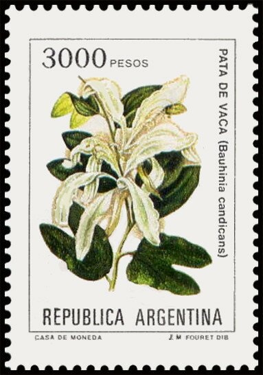 Amancay (Alstroemeria aurantiaca)