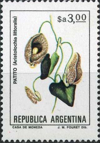 Flor Malvinense (Oxalis enneaphylla) - Fluo