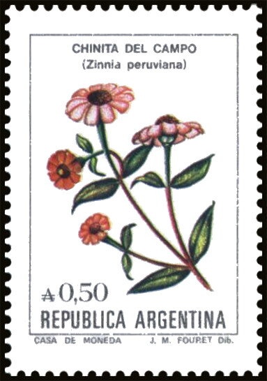 Mallard (Anas platyrhynchos)