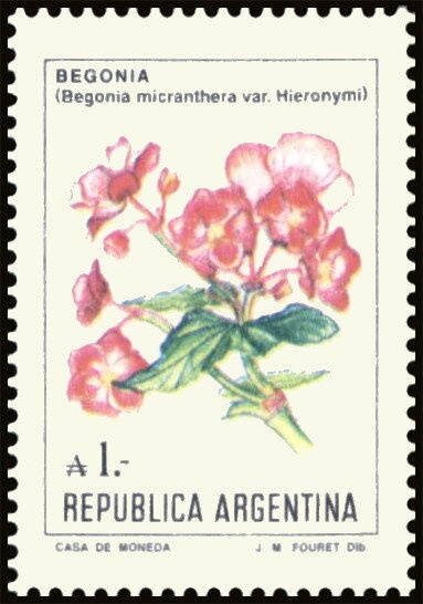 Jacaranda-Tarco (Jacaranda mimosifolia) - Phosphor