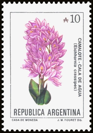 Mallard (Anas platyrhynchos)