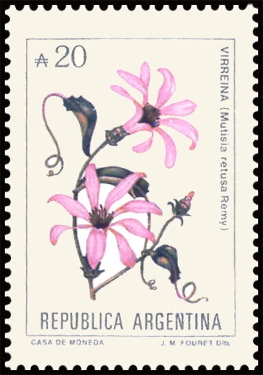 Jacaranda-Tarco (Jacaranda mimosifolia) - Phosphor