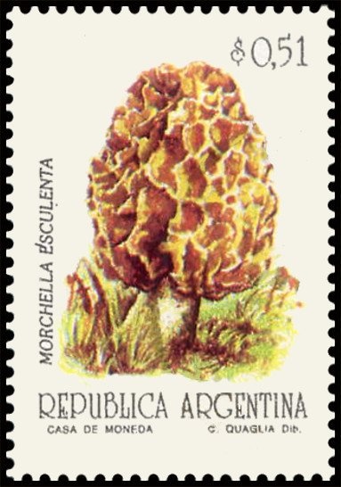 Mallard (Anas platyrhynchos)