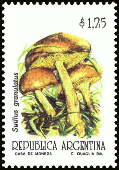 Chinita del campo (Zinnia peruviana)