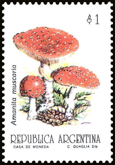 Ceibo (Erythrina crista-galli)