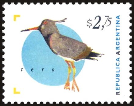 Zanahoria (carrot) - Daucus carota