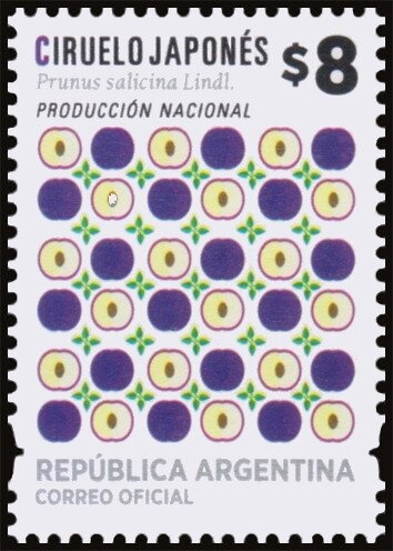 Jaracanda-Tarco (Jaracanda mimosifolia) - Phosphor