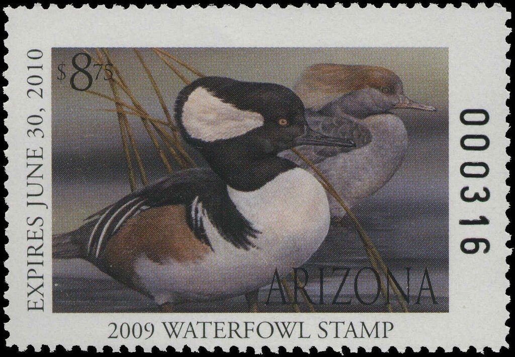 European Red Elder (Sambucus tigranii)