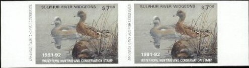 Northern pintail (Anas acuta)