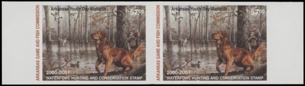 Mallard (Anas platyrhynchos)