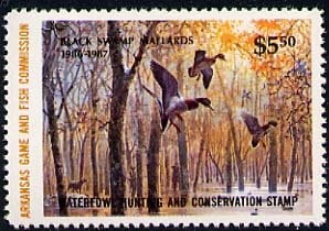 Caucasian Scraper (Capoeta capoeta sevangi)