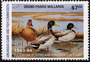 Berenjena (aubergine) - Solanum melongena