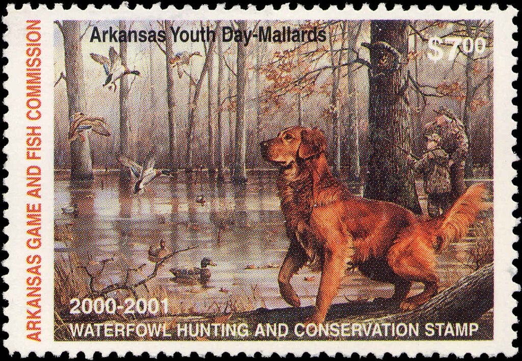 Green-winged teal (Anas carolinensis)