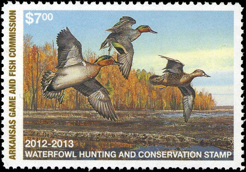 Vicugna (Vicugna vicugna)