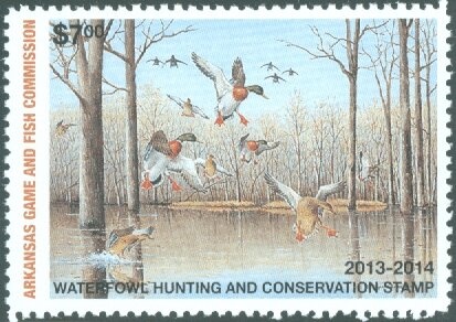 Cep (Boletus edulis)