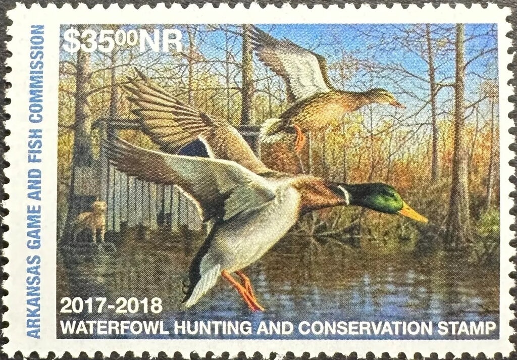 Northern pintail (Anas acuta)