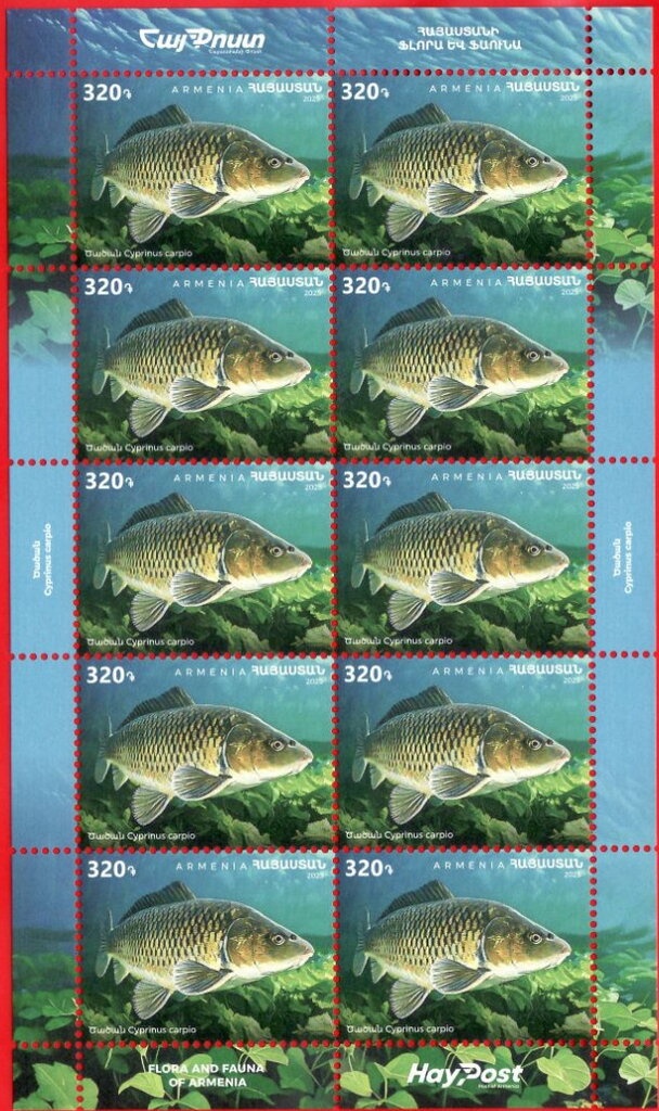 Canada goose (Branta canadensis)