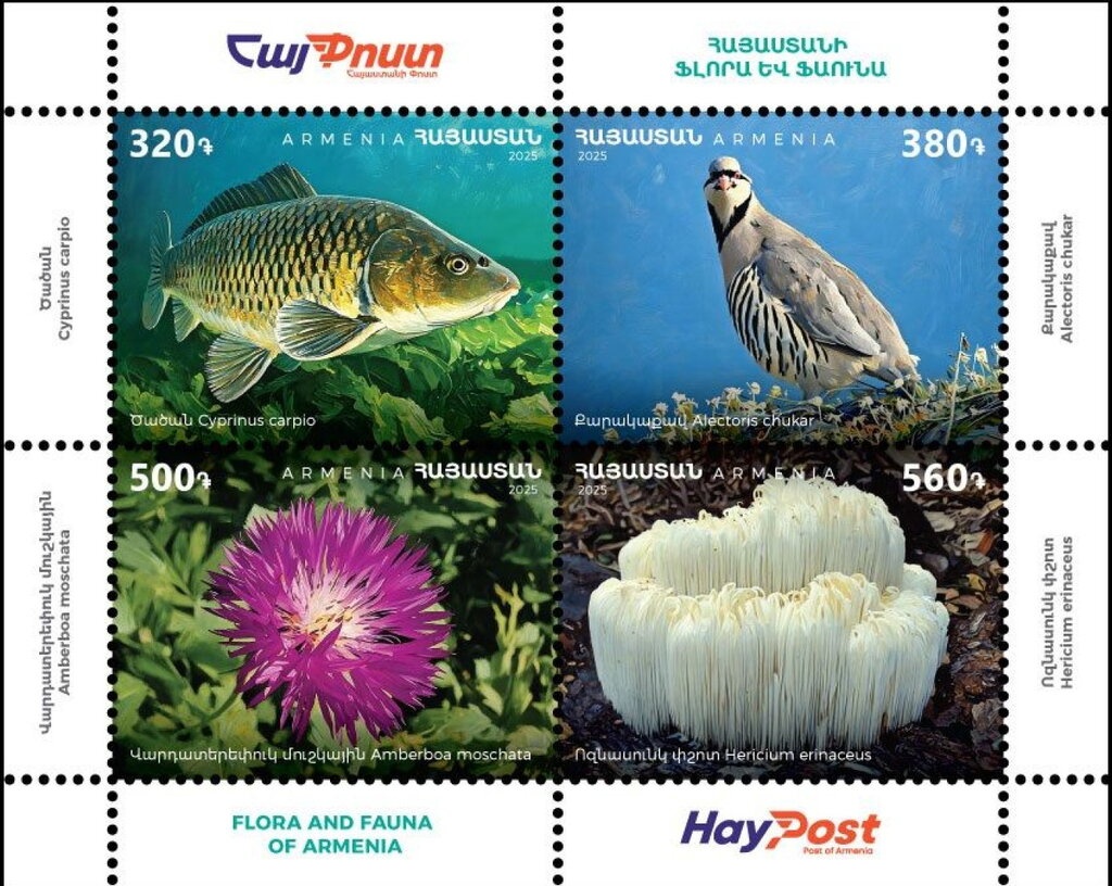 Canvasback (Aythya valisineria)